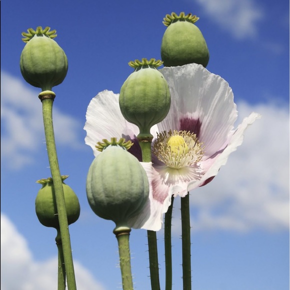 Meet your Posher, Kenny - Picture 1 of 1